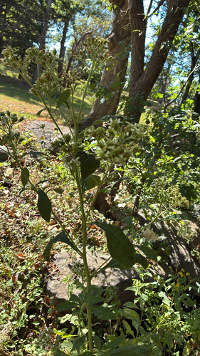 frostweed