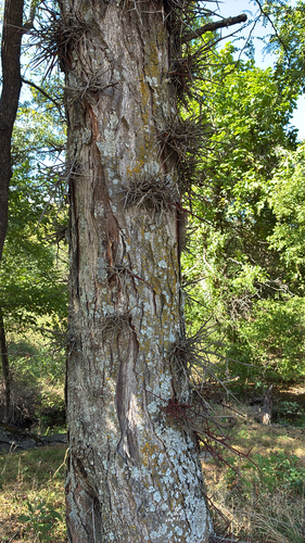 honey locust
