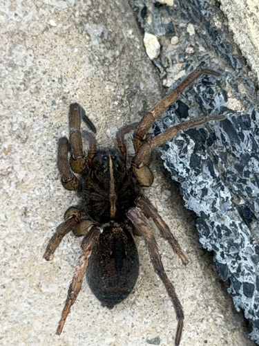 Wetland Giant Wolf Spider