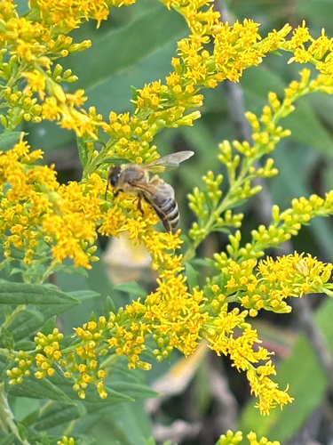 Western Honey Bee