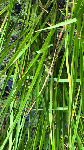 American bur-reed
