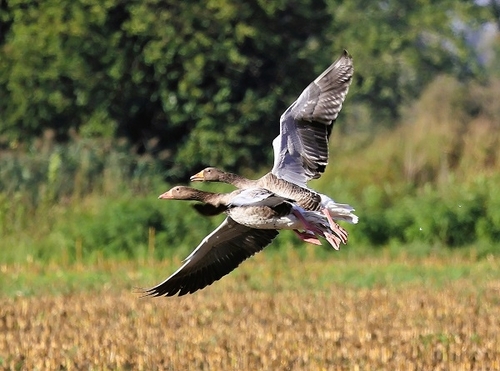 Greylag Goose