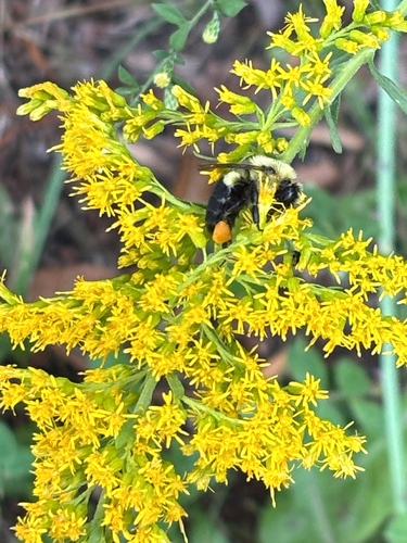 Common Eastern Bumble Bee