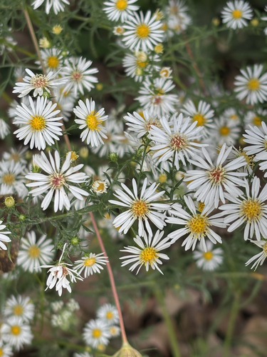hairy white oldfield aster