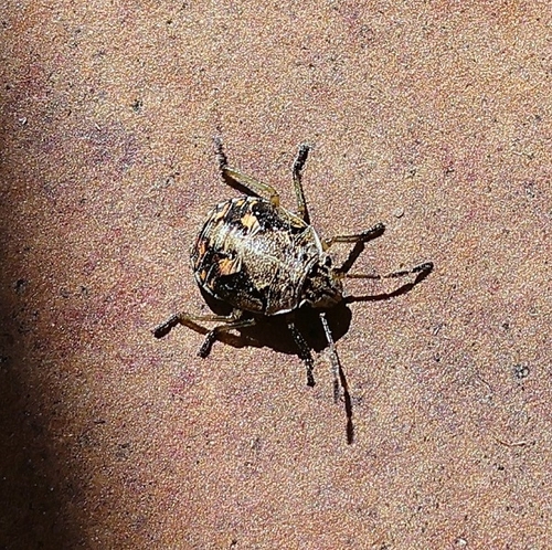 Holcogaster fibulata