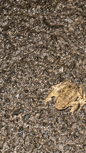 European Toad