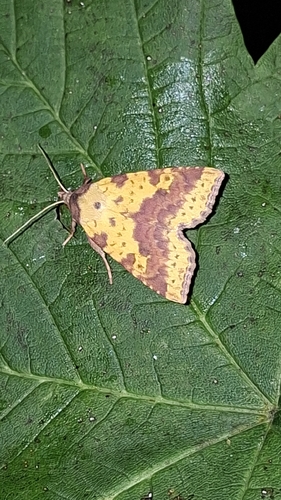 Pink-barred Sallow