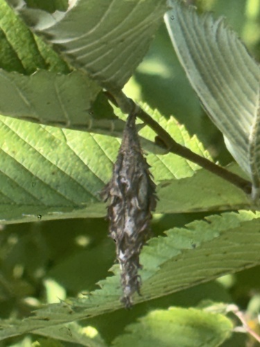 Evergreen Bagworm Moth
