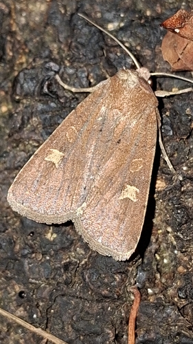 Square-spot Rustic