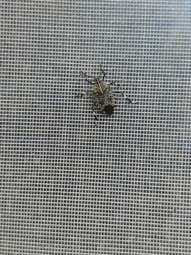 Yellow-spotted Stink Bug