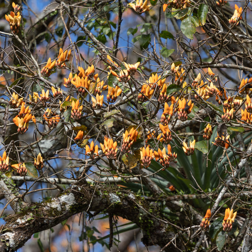 purple coraltree