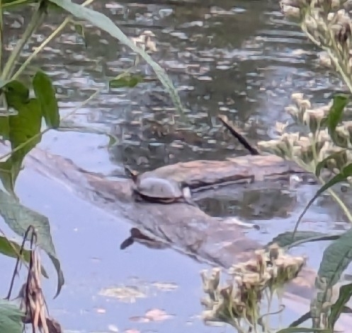 Midland Painted Turtle observed by paytotea
