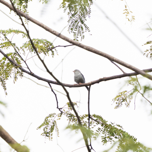 Pink-legged Graveteiro