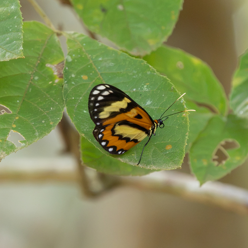 Pagyris euryanassa