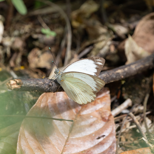 Great Southern White
