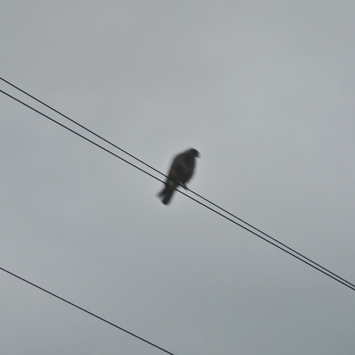 Common Buzzard