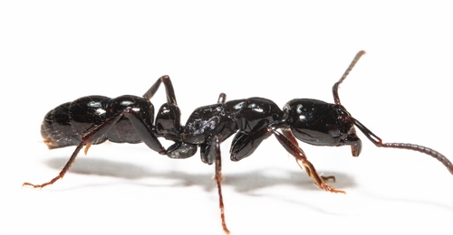 Neoponera marginata