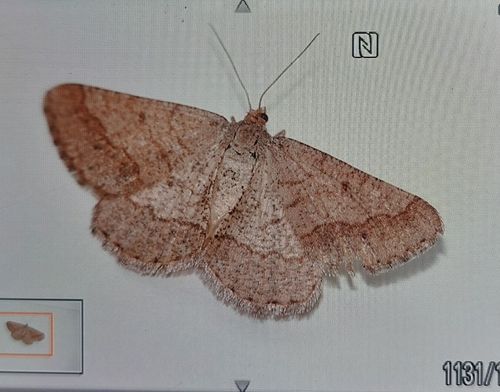 Isturgia murinaria