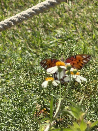 Gulf Fritillary