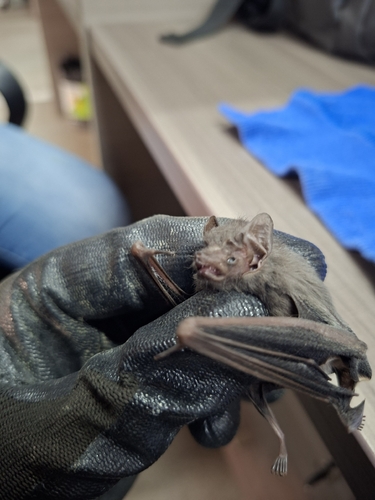 Gray Sac-winged Bat (Balantiopteryx plicata)