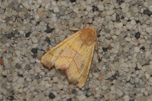 Centre-barred Sallow