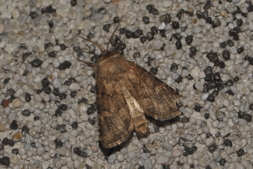 Flounced Rustic