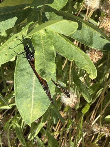 Monarch