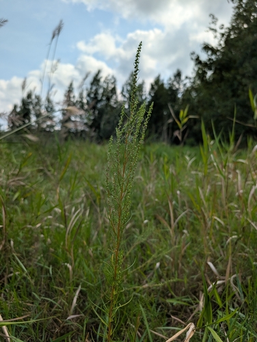Piedmont Marsh Elder