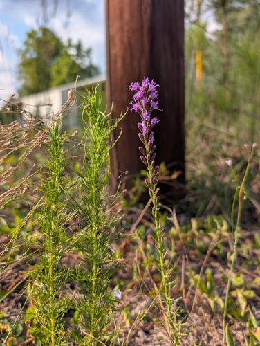 smallhead blazing star