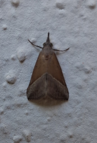 Brown Triangle Snout