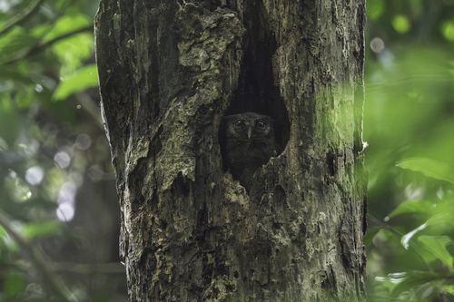 Tawny-bellied Screech-Owl