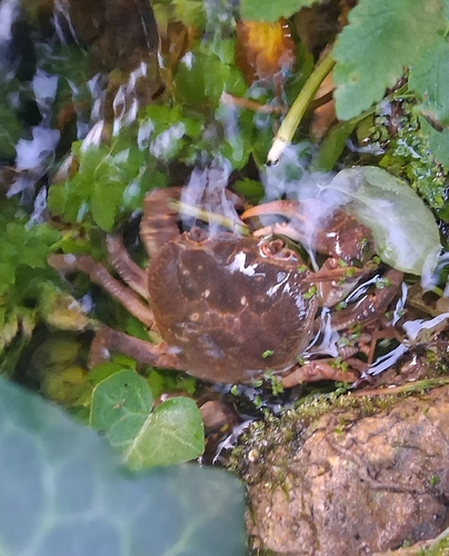 Mediterranean Freshwater Crab