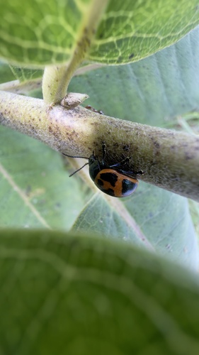 Swamp Milkweed Leaf Beetle