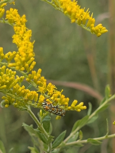 Ailanthus Webworm Moth