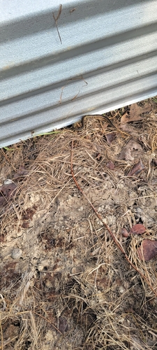 Eastern Garter Snake observed by geoffrey_whidden