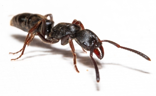 Rapacious Panther Ant