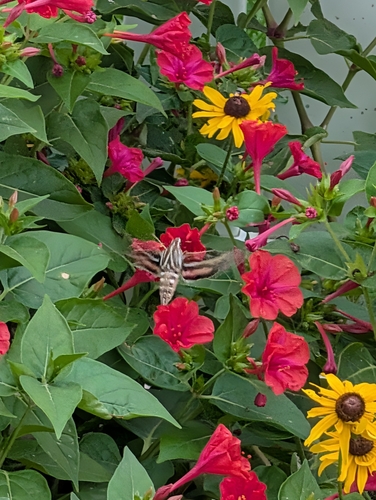 White-lined Sphinx