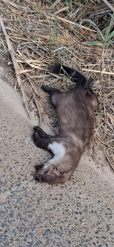 Stone Marten