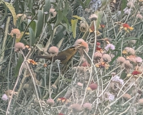 Wilson's Warbler