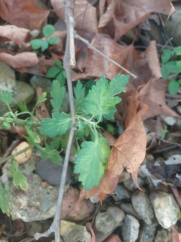 common mugwort