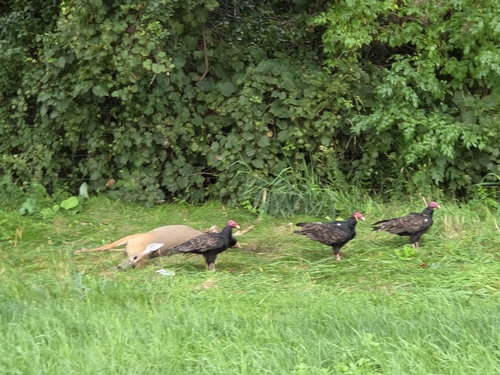 Turkey Vulture