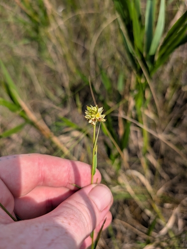Shrubby Primrose-willow