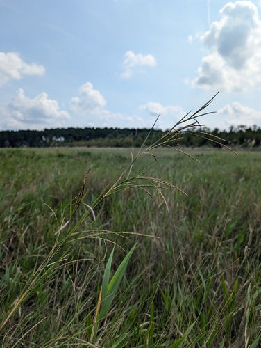 Wrinkled Jointtail Grass