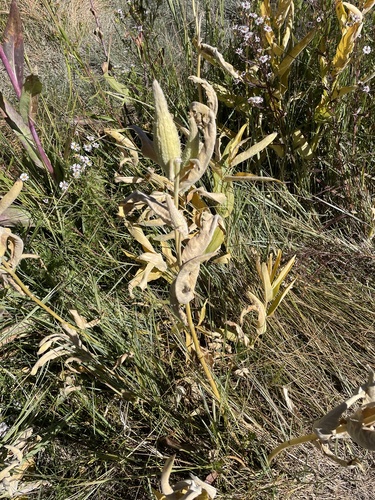 iNaturalist observation photo of showy milkweed