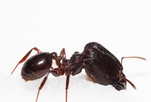 Pheidole fimbriata