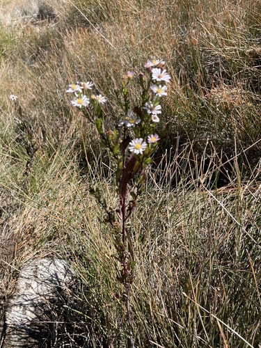 iNaturalist observation photo of Eaton's aster