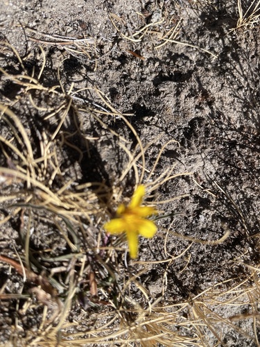 iNaturalist observation photo of alpine flames