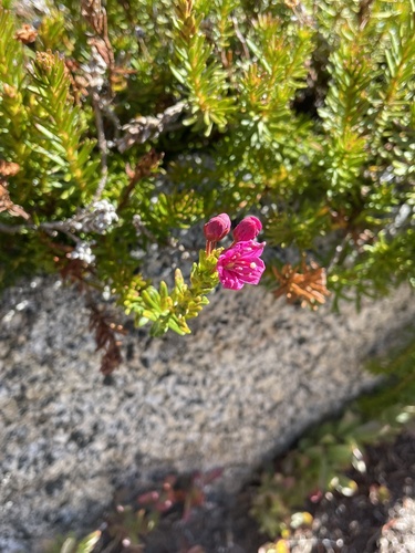 iNaturalist observation photo of Purple Mountain-heath