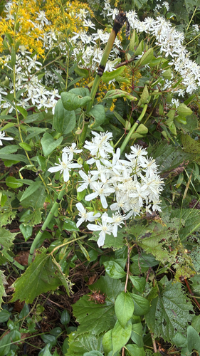 autumn clematis