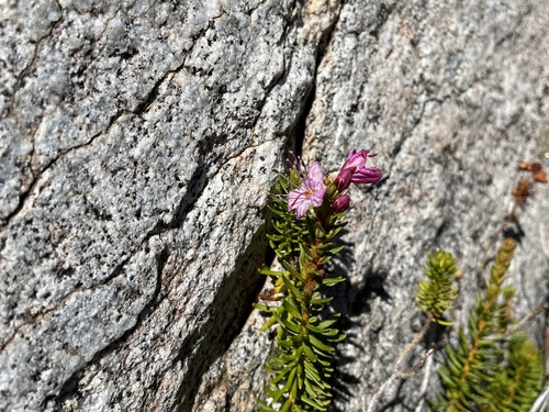 iNaturalist observation photo of Purple Mountain-heath